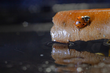 macro photo ladybug hiding from the rain in the bark