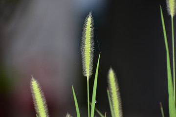 Obraz premium Ear of Wheat Blades of Grass