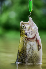 It is a big fish. trout bait. catch fish. fall into trap. fly fishing trout. recreation and...