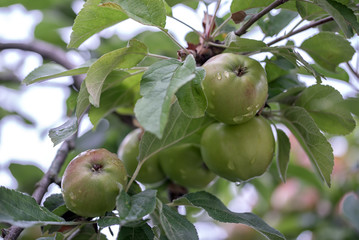 Green fresh apple with water drops on an apple tree branch