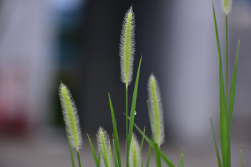 Ear of Wheat Blades of Grass
