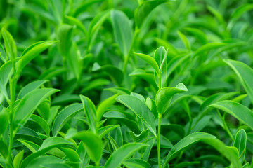 Top of fresh raw green tea leaf in plantation farm