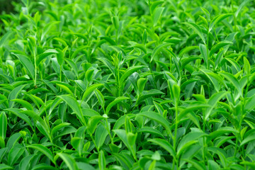 Top of fresh raw green tea leaf in plantation farm