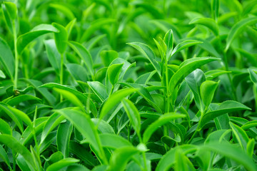 Top of fresh raw green tea leaf in plantation farm