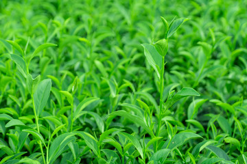 Fototapeta na wymiar Top of fresh raw green tea leaf in plantation farm