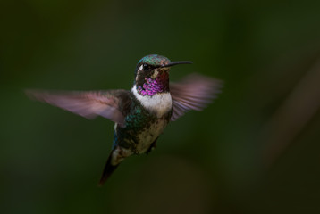White-bellied Woodstar - Chaetocercus mulsant, beautiful colored tiny hummingbird from Andean slopes of South America, Guango Lodge, Ecuador.