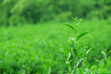 Top of fresh raw green tea leaf in plantation farm