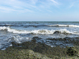 Fototapeta na wymiar Seaweeds in the water on the coast and algae in the water on the coast of the Baltic Sea
