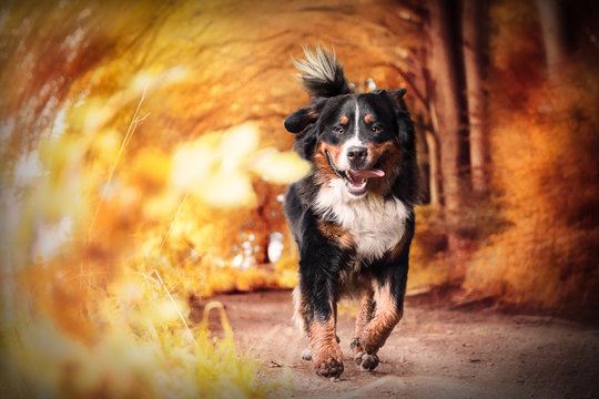 rennender Berner Sennenhund im herbstlichen Wald