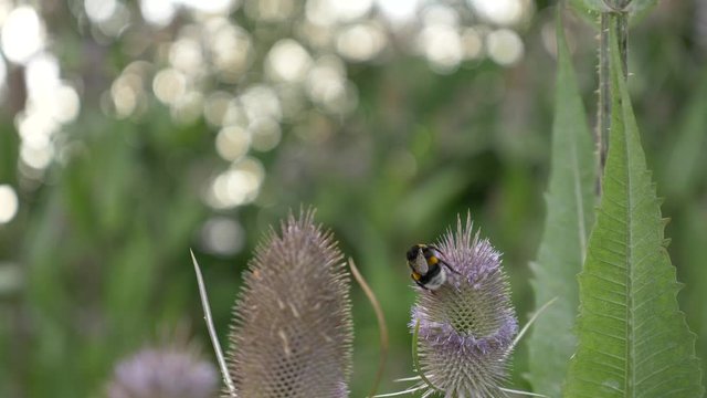 Bumble bee on a Indian Teasel flower picking nectar. Close up shot