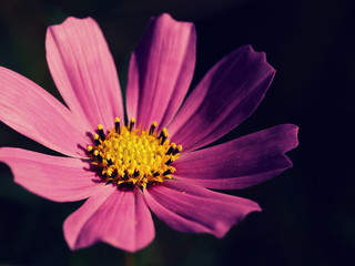 Fototapeta premium OLYMPUS DIGITAL CAMERA