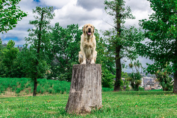 Retrato de un Labrador en un tronco