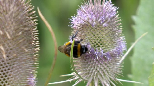 Bumble bee on a Indian Teasel flower picking nectar. Close up shot