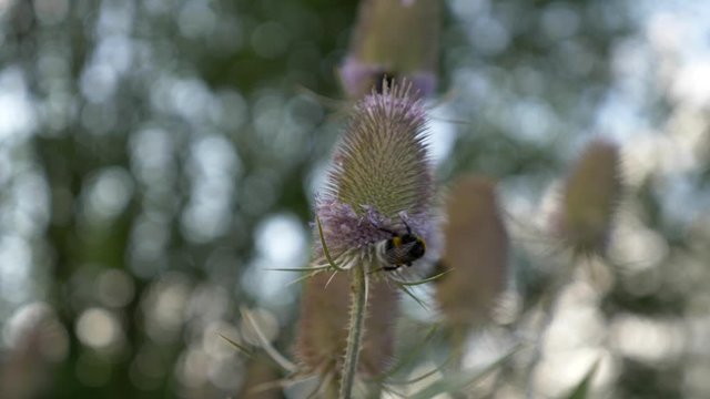 Bumble bee on a Indian Teasel flower picking nectar. Close up shot