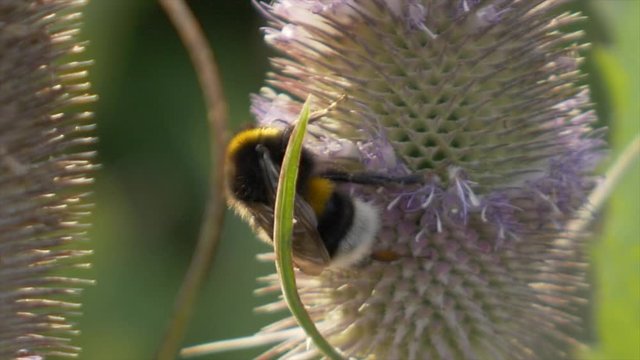Bumble bee on a Indian Teasel flower picking nectar. Close up shot