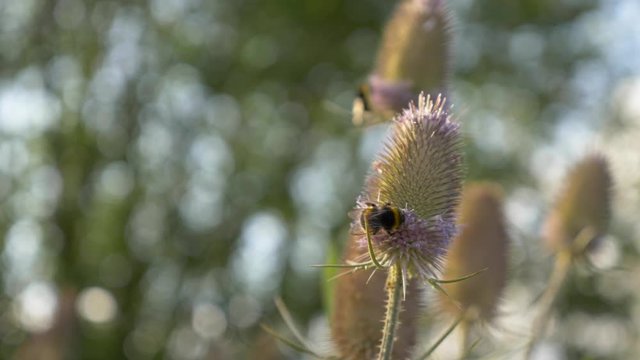 Bumble bee on a Indian Teasel flower picking nectar. Close up shot