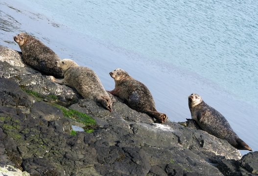 Seals basking in the harbor of Rathlin island in Northern Ireland