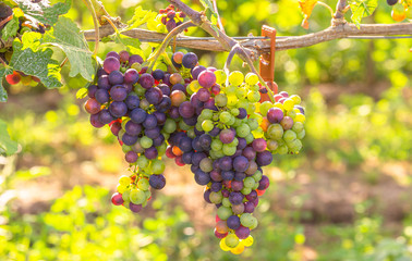 Grapes of wine hang on the vine with plastic dispensers (pheromones) environmentally friendly, biotechnical pest control method against the plant pest grape moth, rheinhessen, rhineland palatinate