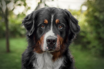 Portrait von wunderschönem Berner Sennenhund vor natürlicher Kulisse