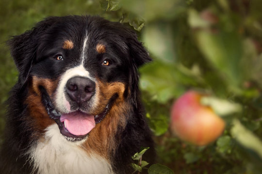 Berner Sennenhund, der einen herbstlichen Apfel am Baum aschaut und grinst