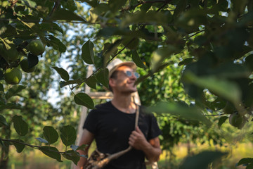 Naklejka na ściany i meble Branches and green apples in the foreground and blurred man farmer in black t-shirt and hat on the background