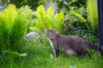   Gray tabby cat is on the grass.Horizontally.