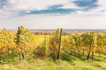 Fototapeta na wymiar Landscape with autumn vineyards in region Alsace, France near village of Barr