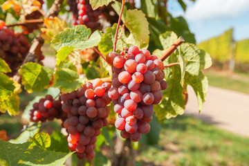 Vineyard with ripe grapes at autumn. Famous wine road of Alsace, France.