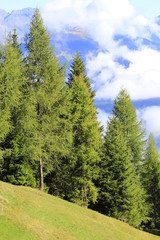Fototapeta na wymiar Prato verde di montagna, con alberi e nuvole