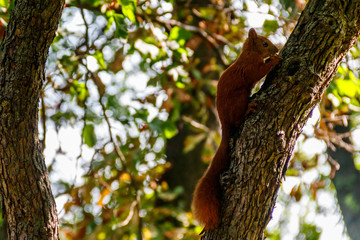 Red squirrel or Eurasian red squirrel (Sciurus vulgaris) on a tree