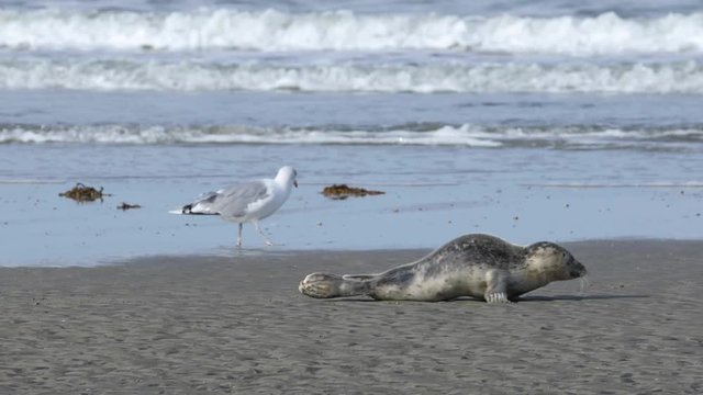 Young harbor seal crawling along North Sea beach, R&oslash;m&oslash; island, Denmark