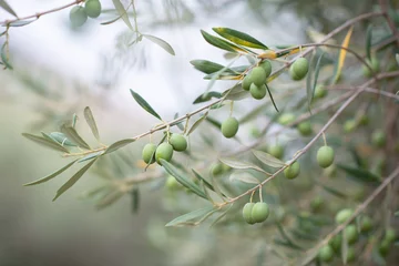 Gordijnen Olive trees garden. Mediterranean olive farm ready for harvest. Italian olive's grove with ripe fresh olives. © Khorzhevska