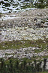 Prato rocce ed acqua di montagna con neve