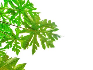 Fototapeta premium Papaya leaves on a white background. 