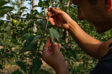 Young man farmer holding in hands leaf, checks the condition of trees after treatment with fertilizers