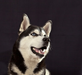 Portrait of a dog breed Siberian Husky on a black background