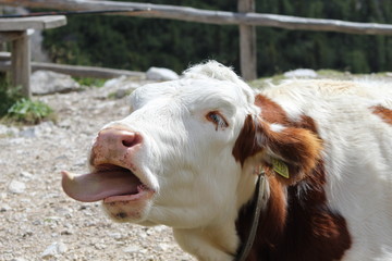 Mucca che mostra la lingua