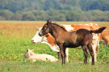 Fototapeta premium Farm animals on green meadow