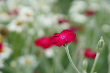 Rose campion