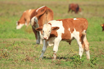 Calf on meadow, cows on pasture in background