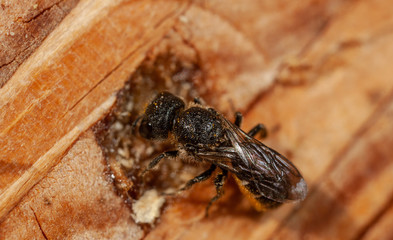 Heriades truncorum- Large-headed resin bee 