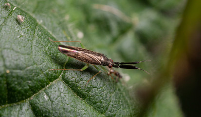 Heterotoma planicornis mirid bug
