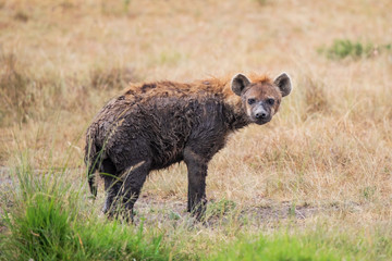 Hyena after a mud barth in the Masi Mara National Park in Kenya