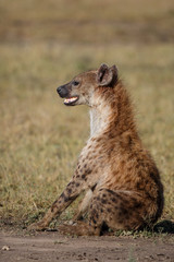 Funny hyena sitting on his ass in the Masai Mara Game Reserve in Kenya