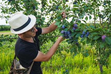 Side view portrait of young man in hat and sunglasses that standing among his garden and holding branch with many plums in hands