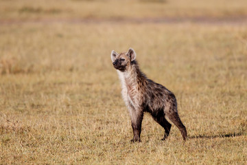 Funny hyena sitting on his ass in the Masai Mara Game Reserve in Kenya