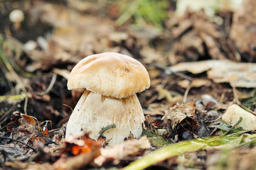 Boletus edulis mushroom growing in the forest close-up. Green grass and leaves, daylight, blurred background.