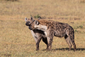 hyena affection in the Masai Mara Game Reserve in Kenya