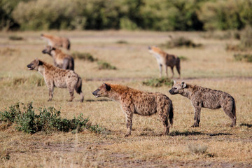 hyenas on a mission to take over a carcass from the lions in the Masai Mara Game Reserve in Kenya