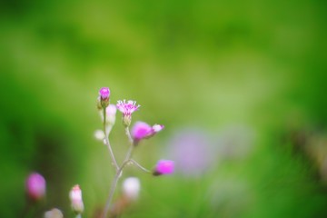 Purple grass flowers on a natural green background 